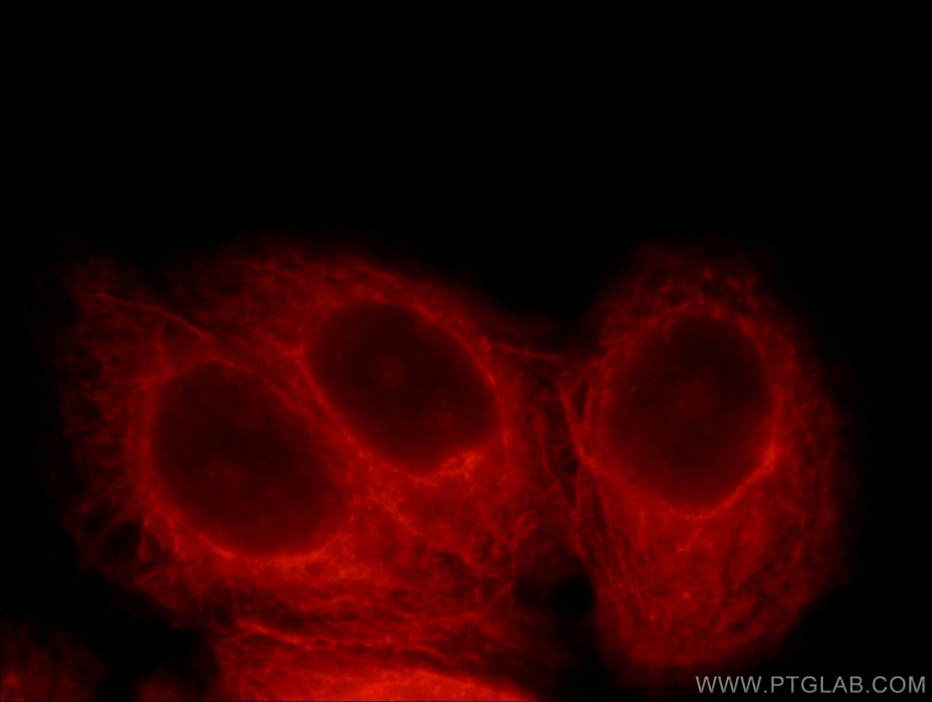 Immunofluorescence (IF) / fluorescent staining of HepG2 cells using MYCBPAP Polyclonal antibody (12763-1-AP)
