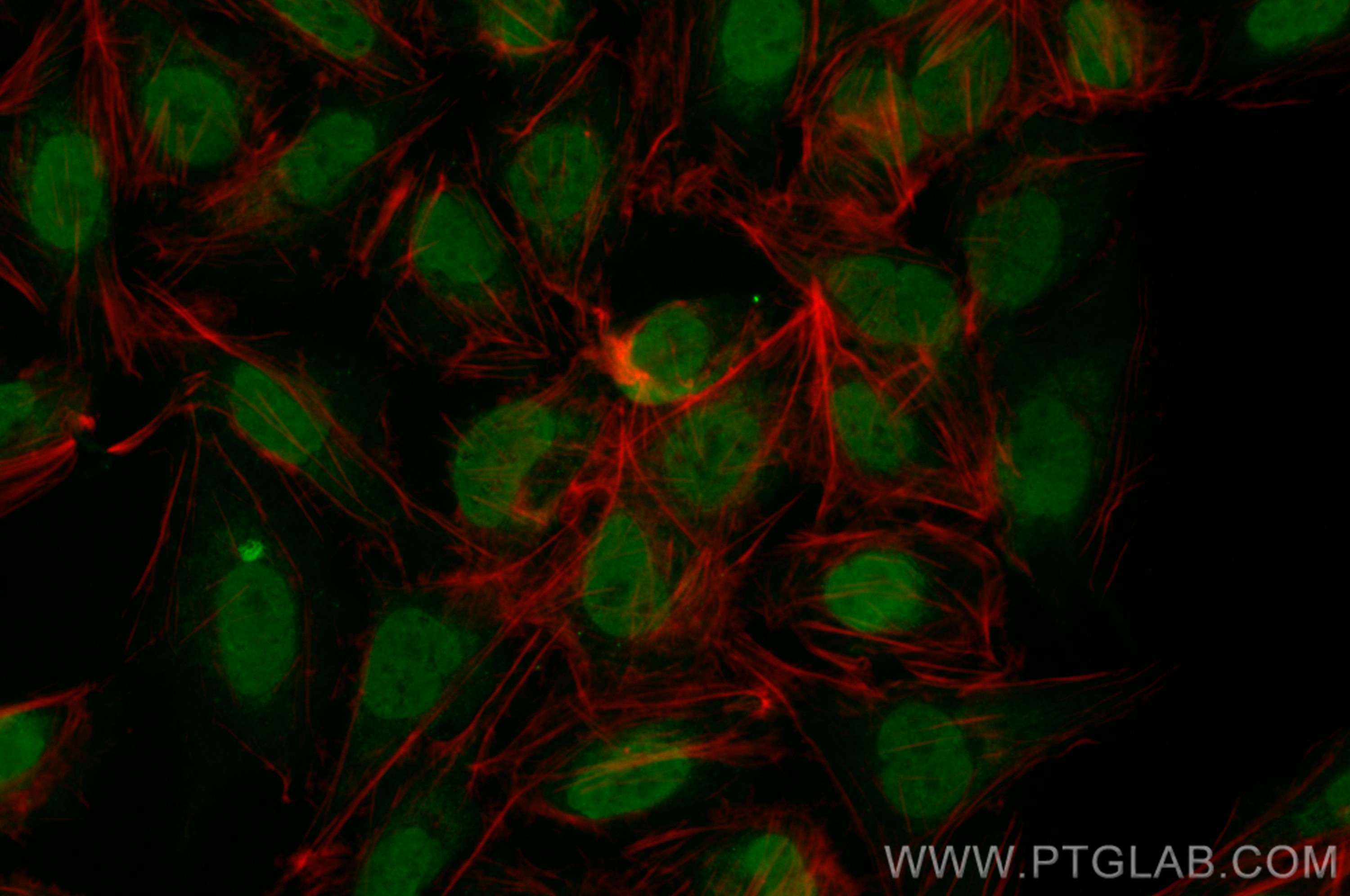 Immunofluorescence (IF) / fluorescent staining of U2OS cells using CoraLite® Plus 488-conjugated MYCL1 Recombinant an (CL488-82881)