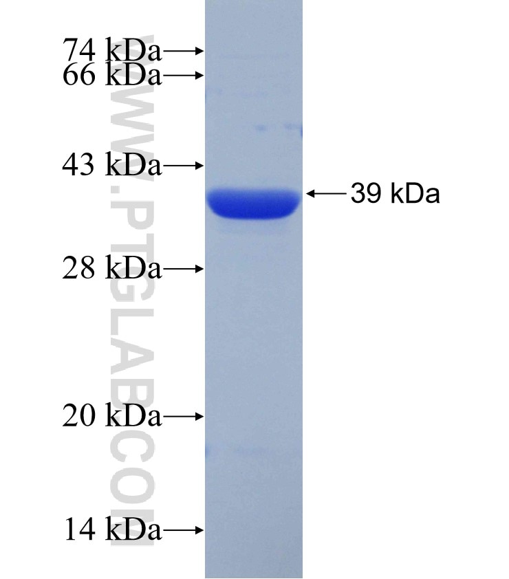 MYCL1 fusion protein Ag30335 SDS-PAGE