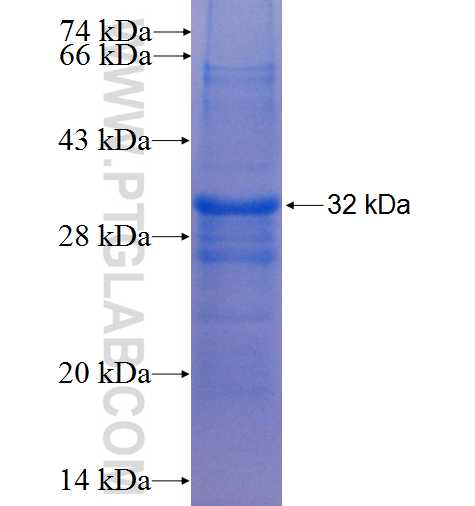 MYCL1 fusion protein Ag6105 SDS-PAGE