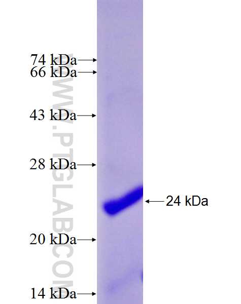 MYCN fusion protein Ag27224 SDS-PAGE