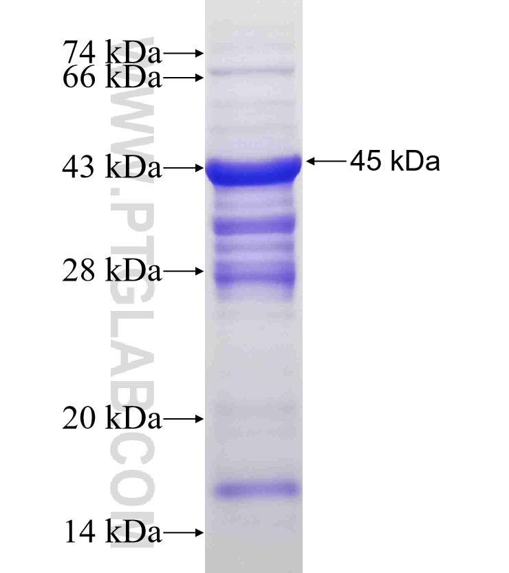 MYCT1 fusion protein Ag4800 SDS-PAGE