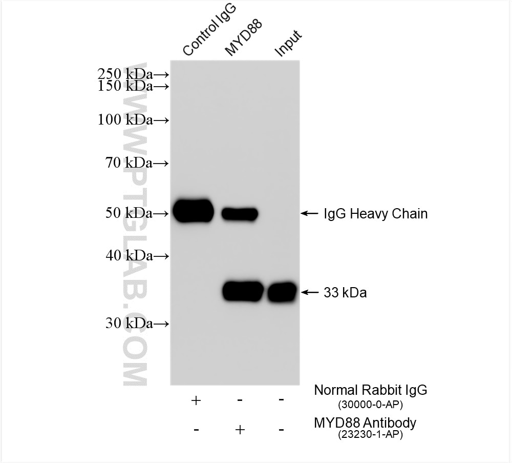 Immunoprecipitation (IP) experiment of K-562 cells using MYD88 Polyclonal antibody (23230-1-AP)