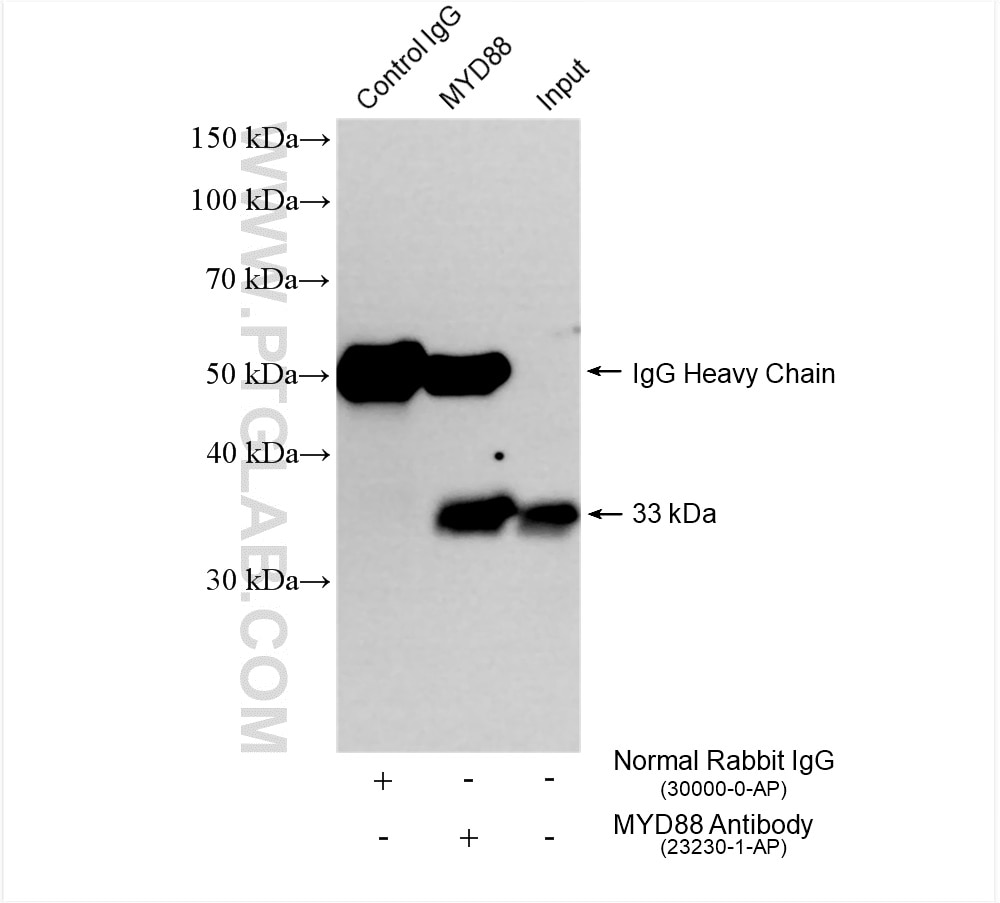 Immunoprecipitation (IP) experiment of A549 cells using MYD88 Polyclonal antibody (23230-1-AP)