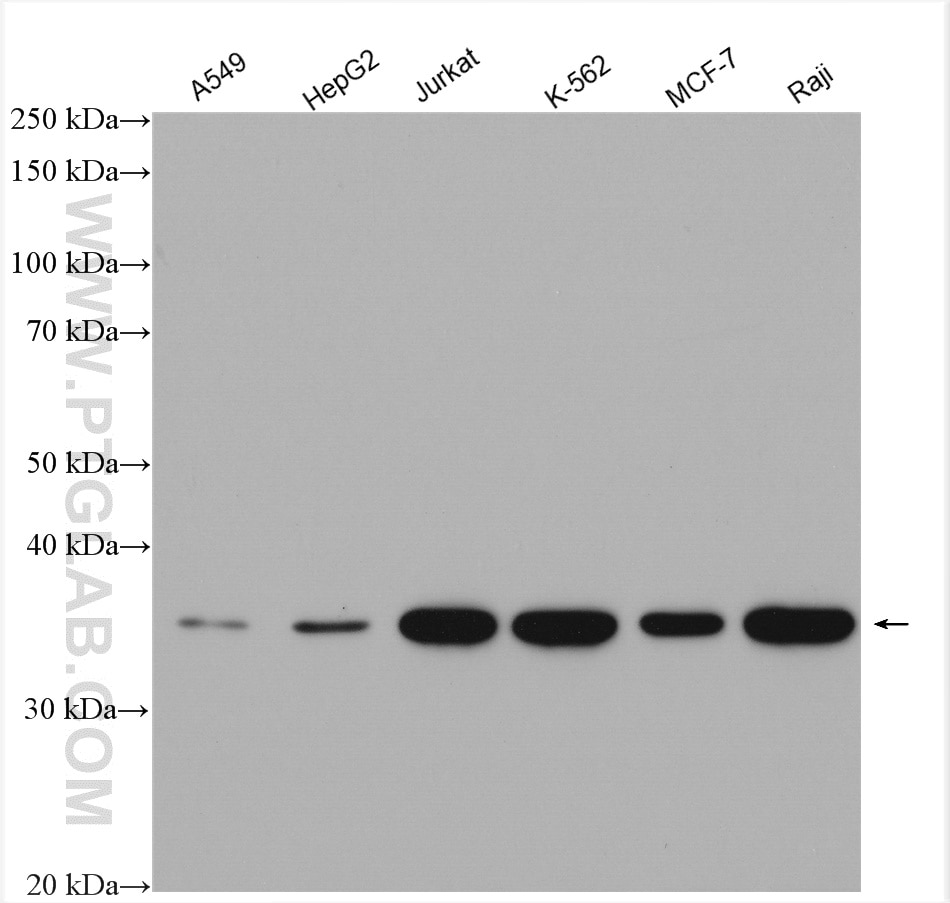 Western Blot (WB) analysis of various lysates using MYD88 Polyclonal antibody (23230-1-AP)
