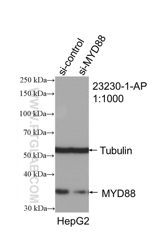 Western Blot (WB) analysis of HepG2 cells using MYD88 Polyclonal antibody (23230-1-AP)