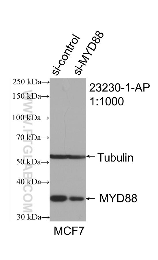 Western Blot (WB) analysis of MCF-7 cells using MYD88 Polyclonal antibody (23230-1-AP)
