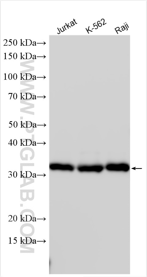Western Blot (WB) analysis of various lysates using MYD88 Polyclonal antibody (23230-1-AP)