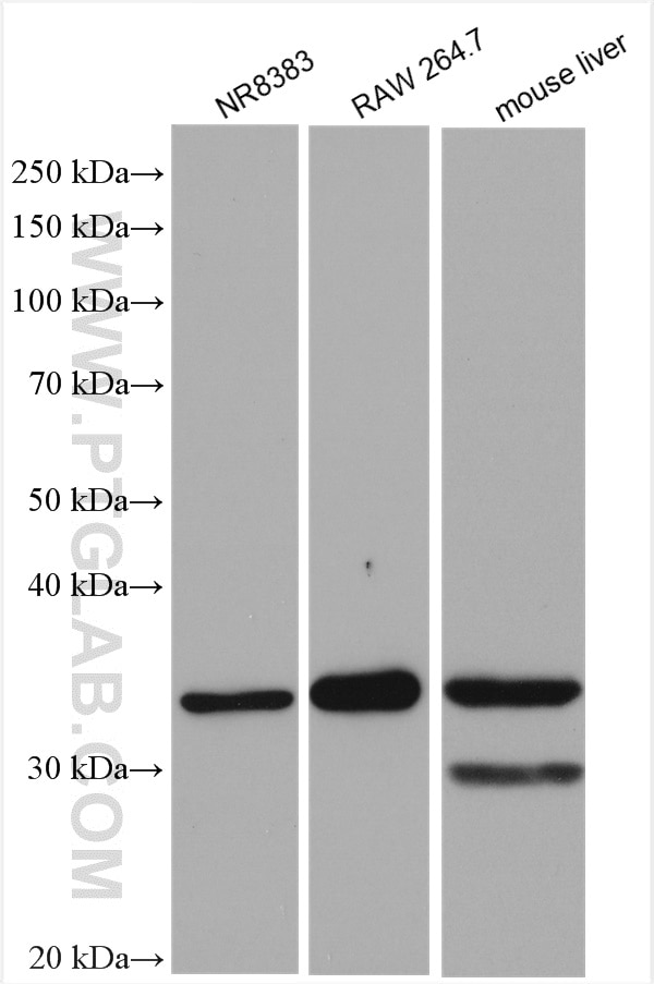 Western Blot (WB) analysis of various lysates using MYD88 Polyclonal antibody (29946-1-AP)