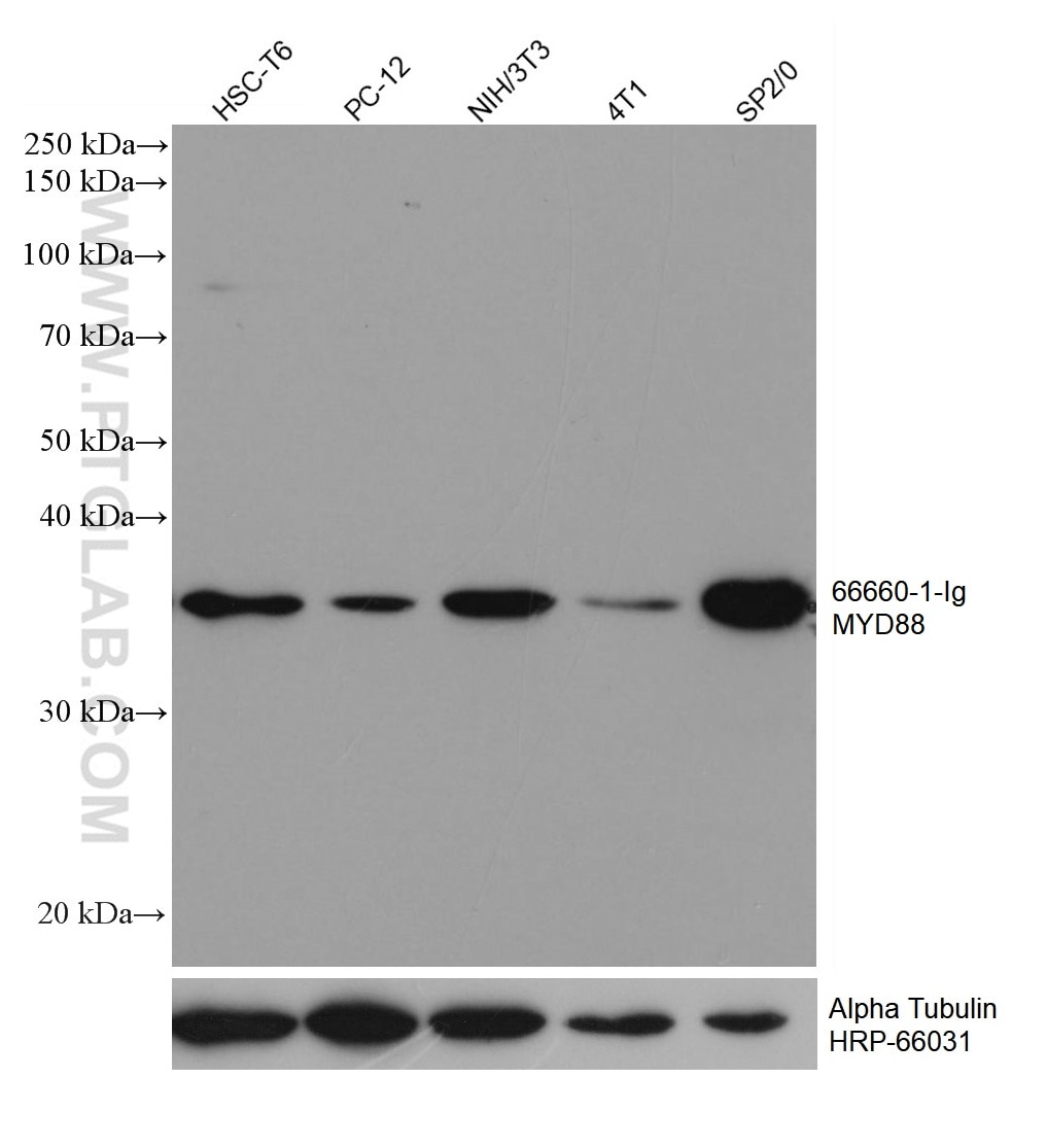 Western Blot (WB) analysis of various lysates using MYD88 Monoclonal antibody (66660-1-Ig)