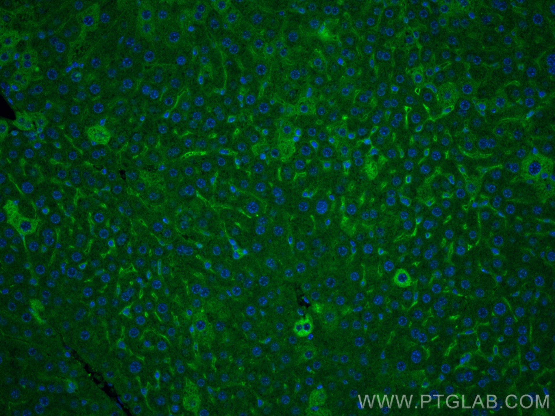 Immunofluorescence (IF) / fluorescent staining of mouse liver tissue using MYD88 Monoclonal antibody (67969-1-Ig)