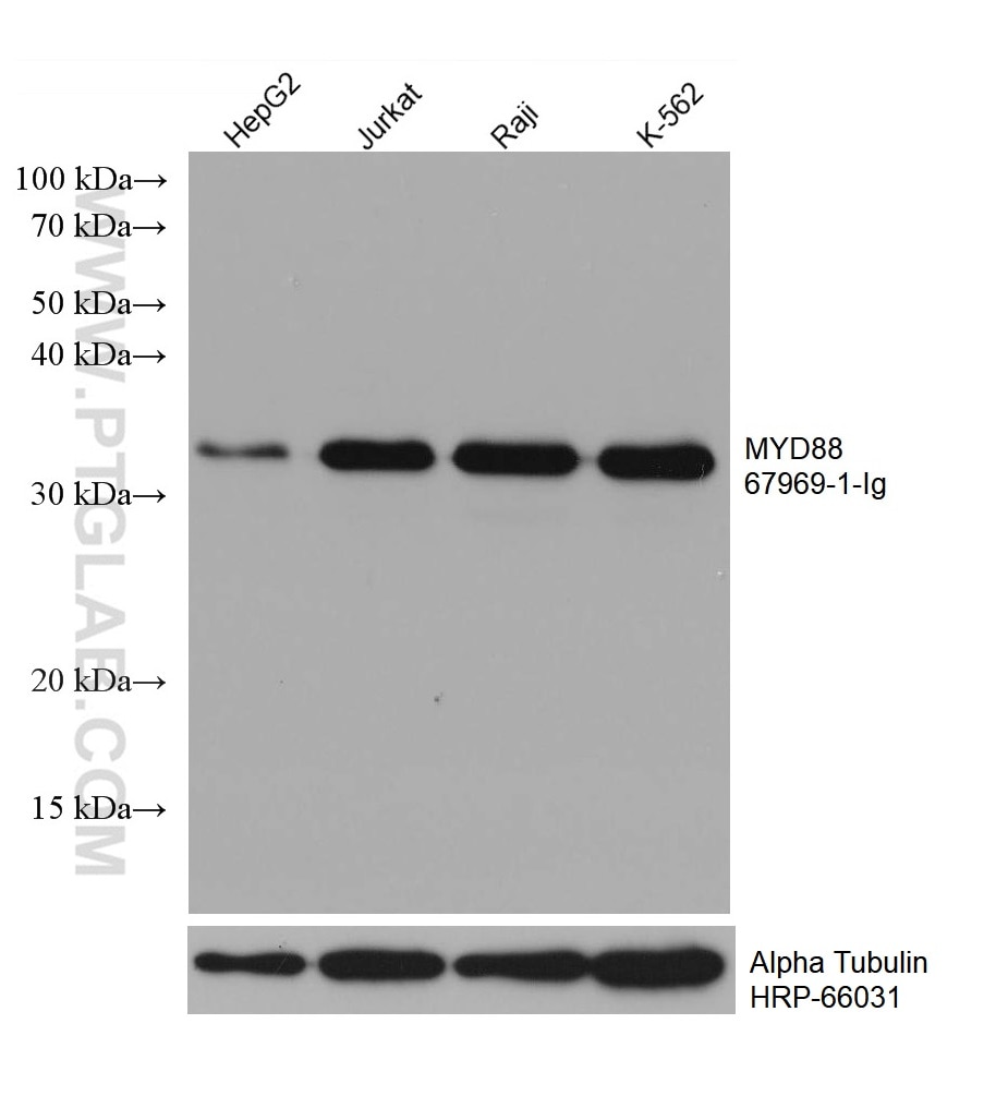 Western Blot (WB) analysis of various lysates using MYD88 Monoclonal antibody (67969-1-Ig)