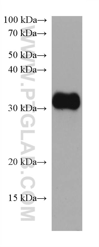 Western Blot (WB) analysis of HL-60 cells using MYD88 Monoclonal antibody (67969-1-Ig)