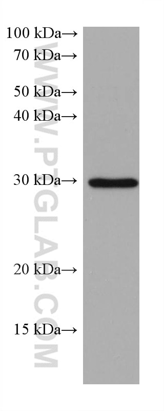 Western Blot (WB) analysis of NIH/3T3 cells using MYD88 Monoclonal antibody (67969-1-Ig)