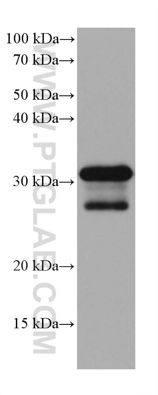 Western Blot (WB) analysis of pig spleen tissue using MYD88 Monoclonal antibody (67969-1-Ig)