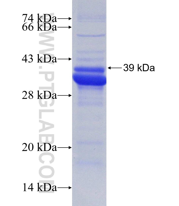 MYD88 fusion protein Ag27659 SDS-PAGE