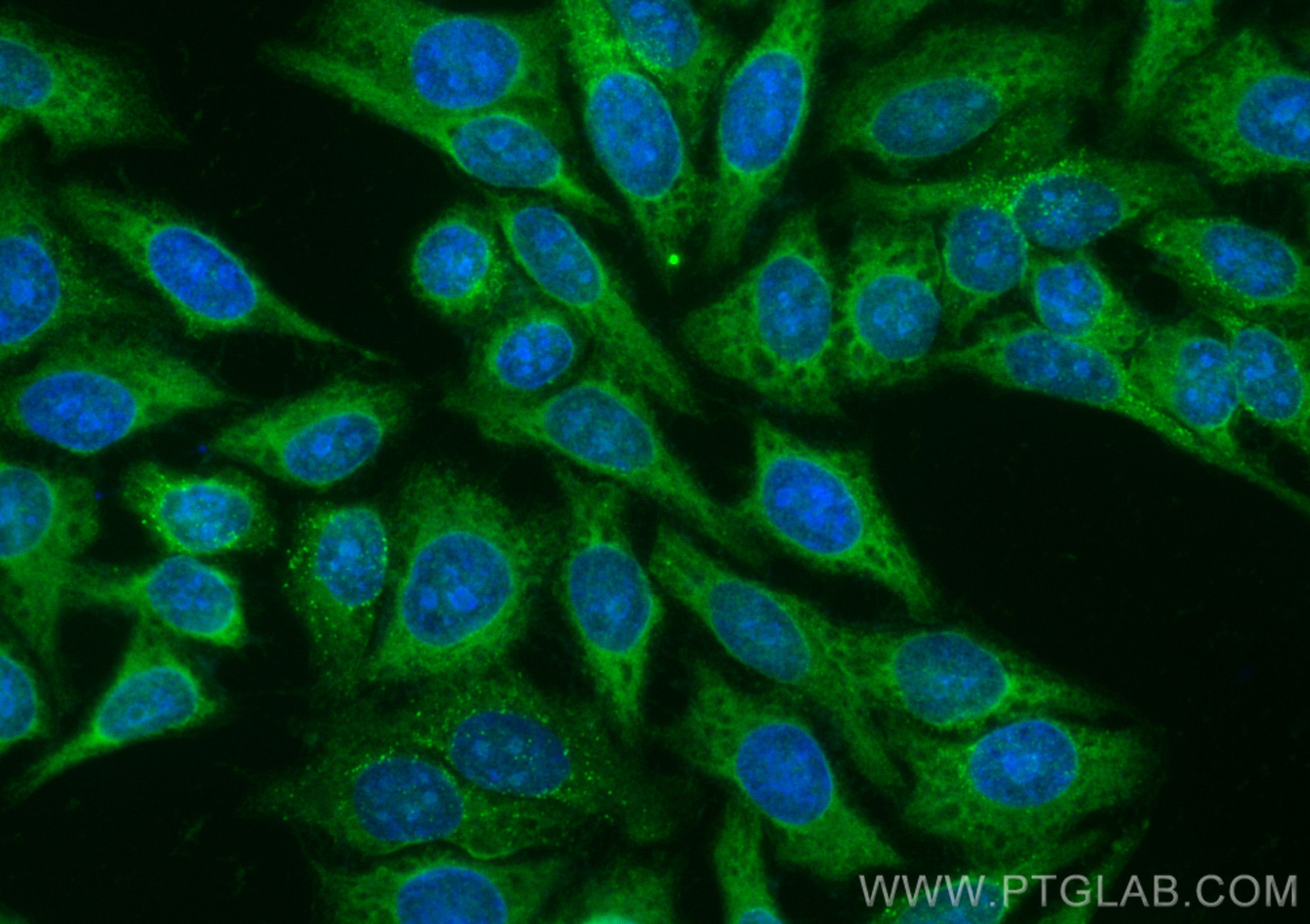 Immunofluorescence (IF) / fluorescent staining of HepG2 cells using CoraLite® Plus 488-conjugated MYDGF/C19orf10 Monoc (CL488-68131)