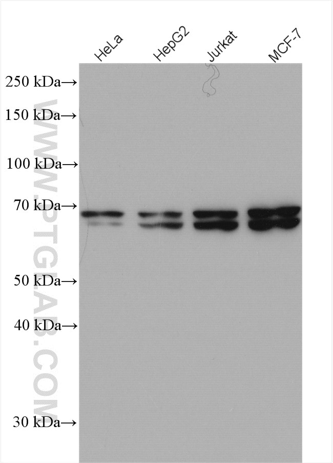 Western Blot (WB) analysis of various lysates using MYEF2 Polyclonal antibody (16051-1-AP)