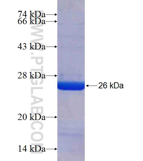 MYEF2 fusion protein Ag8995 SDS-PAGE