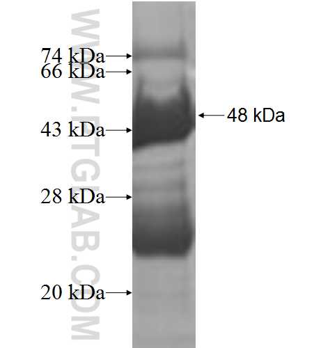 MYEF2 fusion protein Ag9010 SDS-PAGE