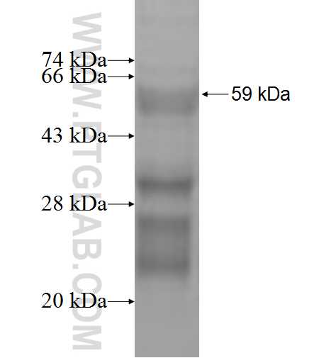 MYEOV fusion protein Ag1498 SDS-PAGE