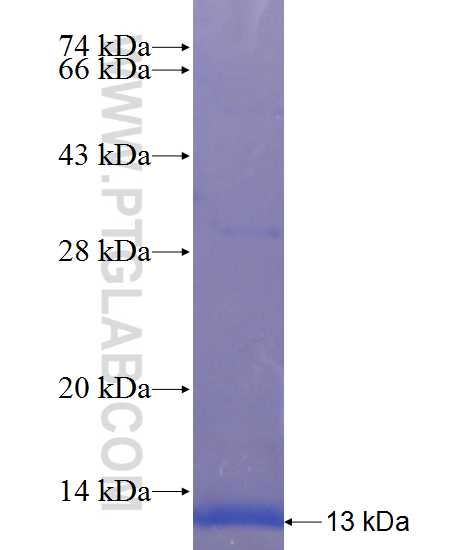 MYEOV2 fusion protein Ag23571 SDS-PAGE