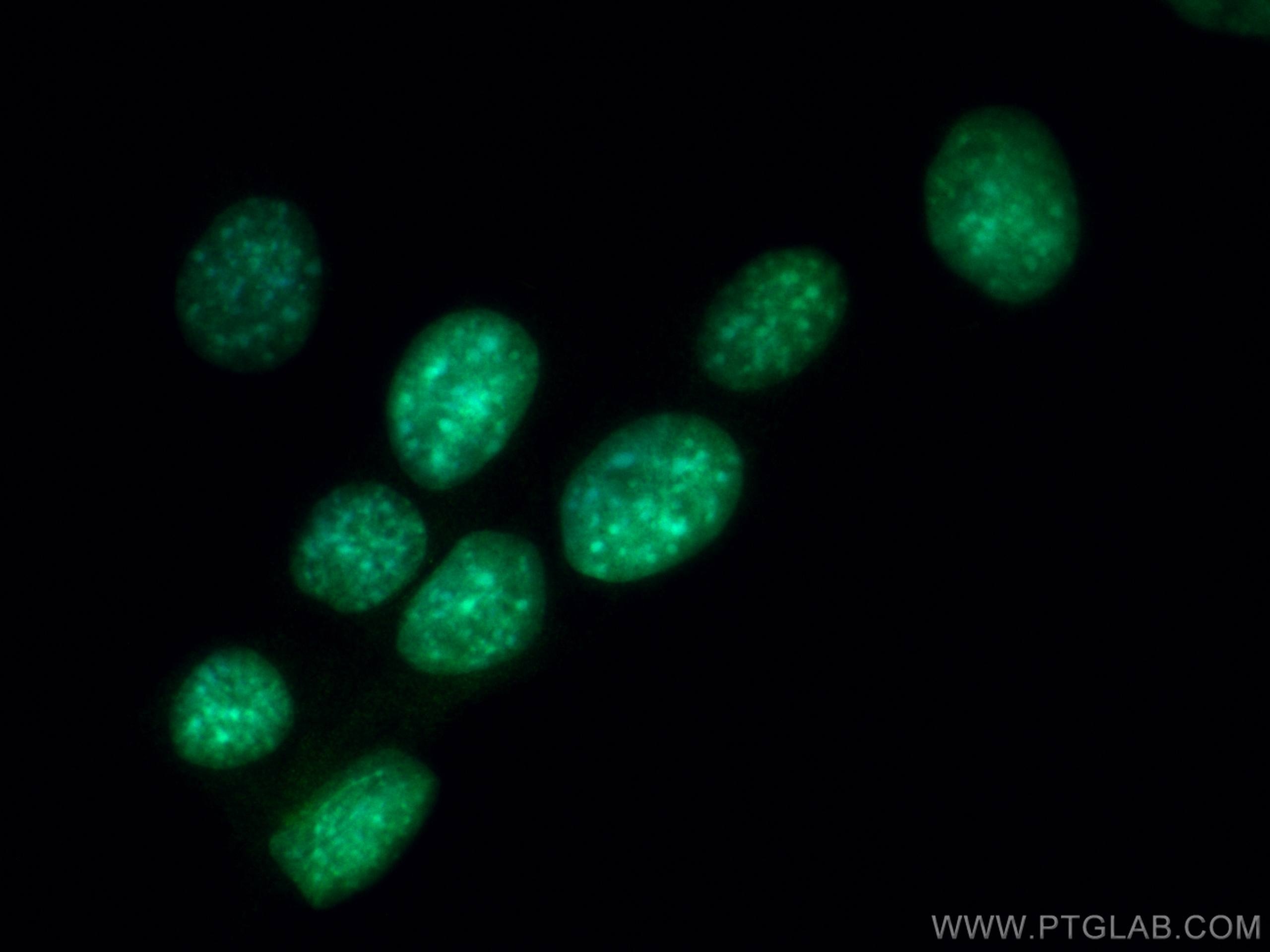 IF Staining of C2C12 using 11754-1-AP