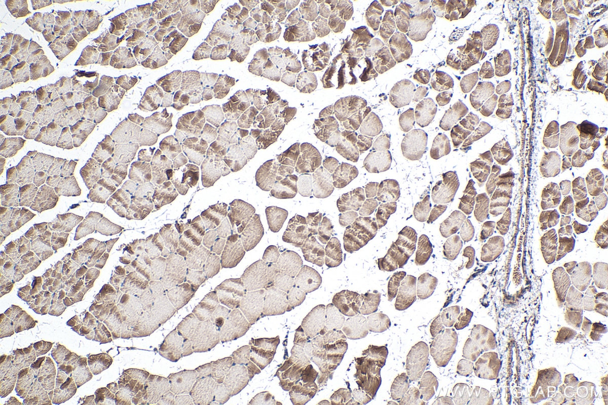 IHC staining of mouse skeletal muscle using 11754-1-AP