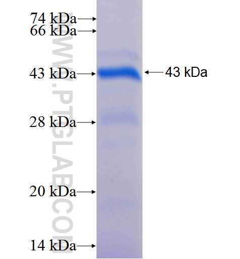MYF6 fusion protein Ag2350 SDS-PAGE