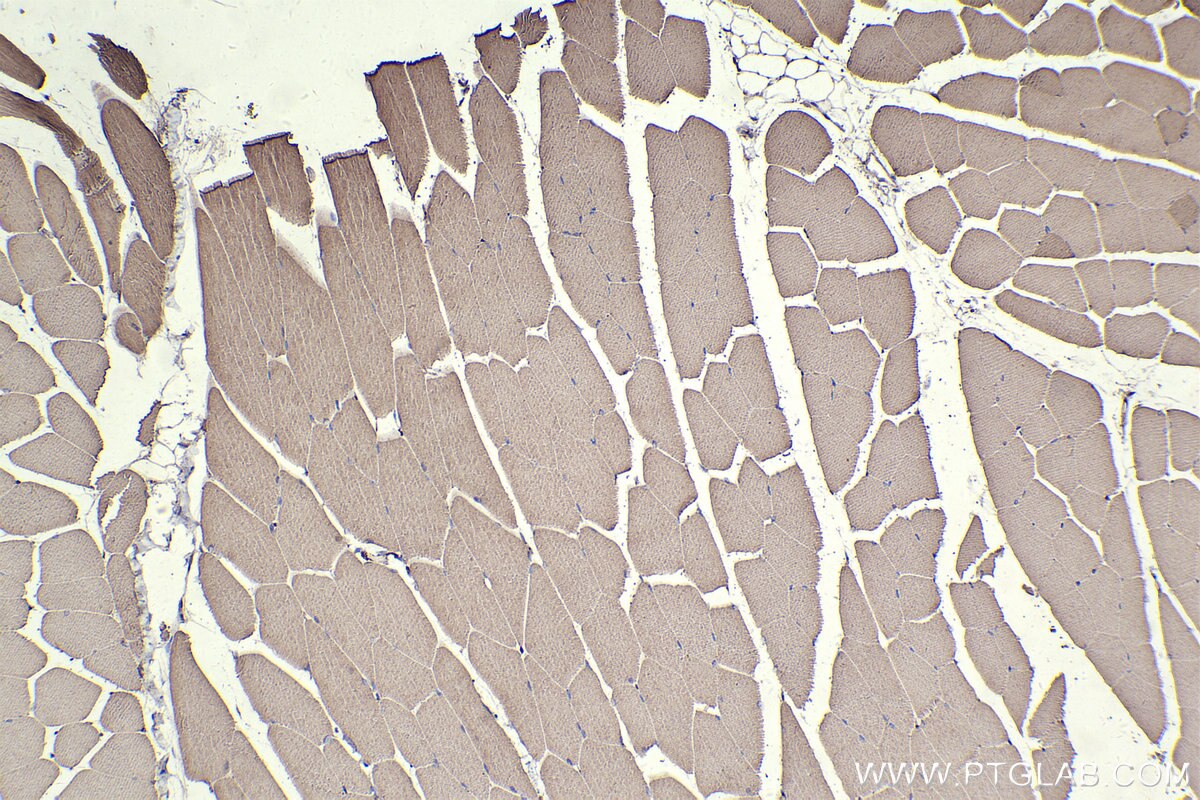 Immunohistochemistry (IHC) staining of mouse skeletal muscle tissue using MYH1 (N-terminal) Polyclonal antibody (25182-1-AP)
