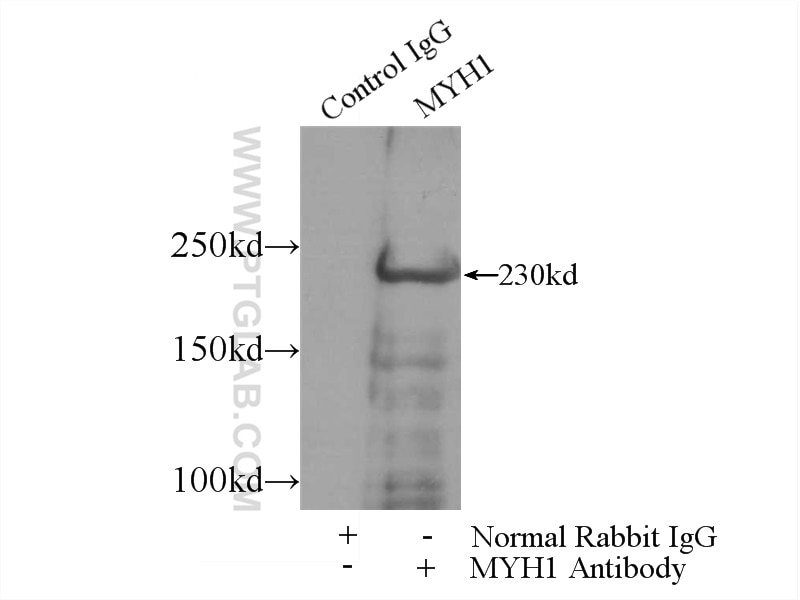 Immunoprecipitation (IP) experiment of mouse skeletal muscle tissue using MYH1 (N-terminal) Polyclonal antibody (25182-1-AP)