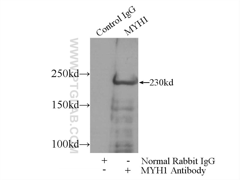 IP experiment of mouse skeletal muscle using 25182-1-AP