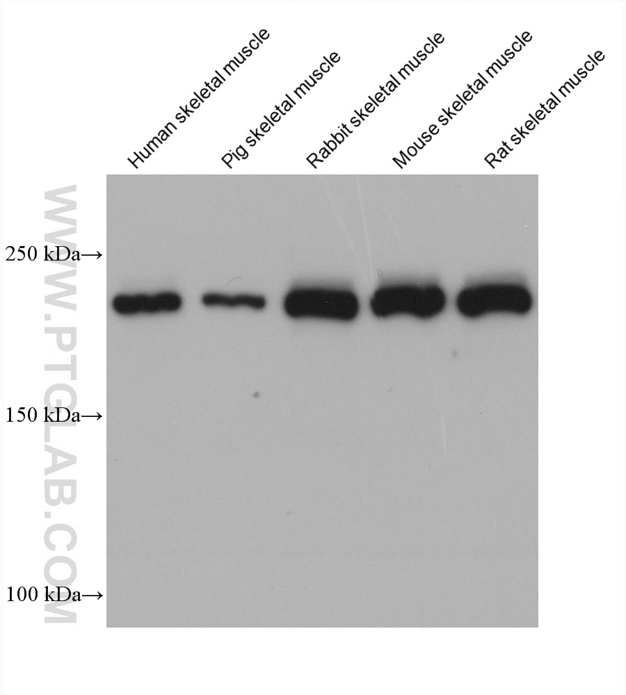 WB analysis using 67299-1-Ig Western Blot (WB) analysis of various lysates using MYH1 Monoclonal antibody (67299-1-Ig)