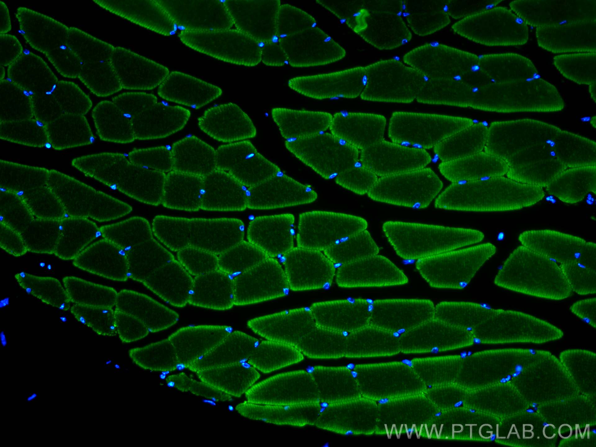 Immunofluorescence (IF) / fluorescent staining of mouse skeletal muscle tissue using CoraLite® Plus 488-conjugated MYH1 Monoclonal anti (CL488-67299)