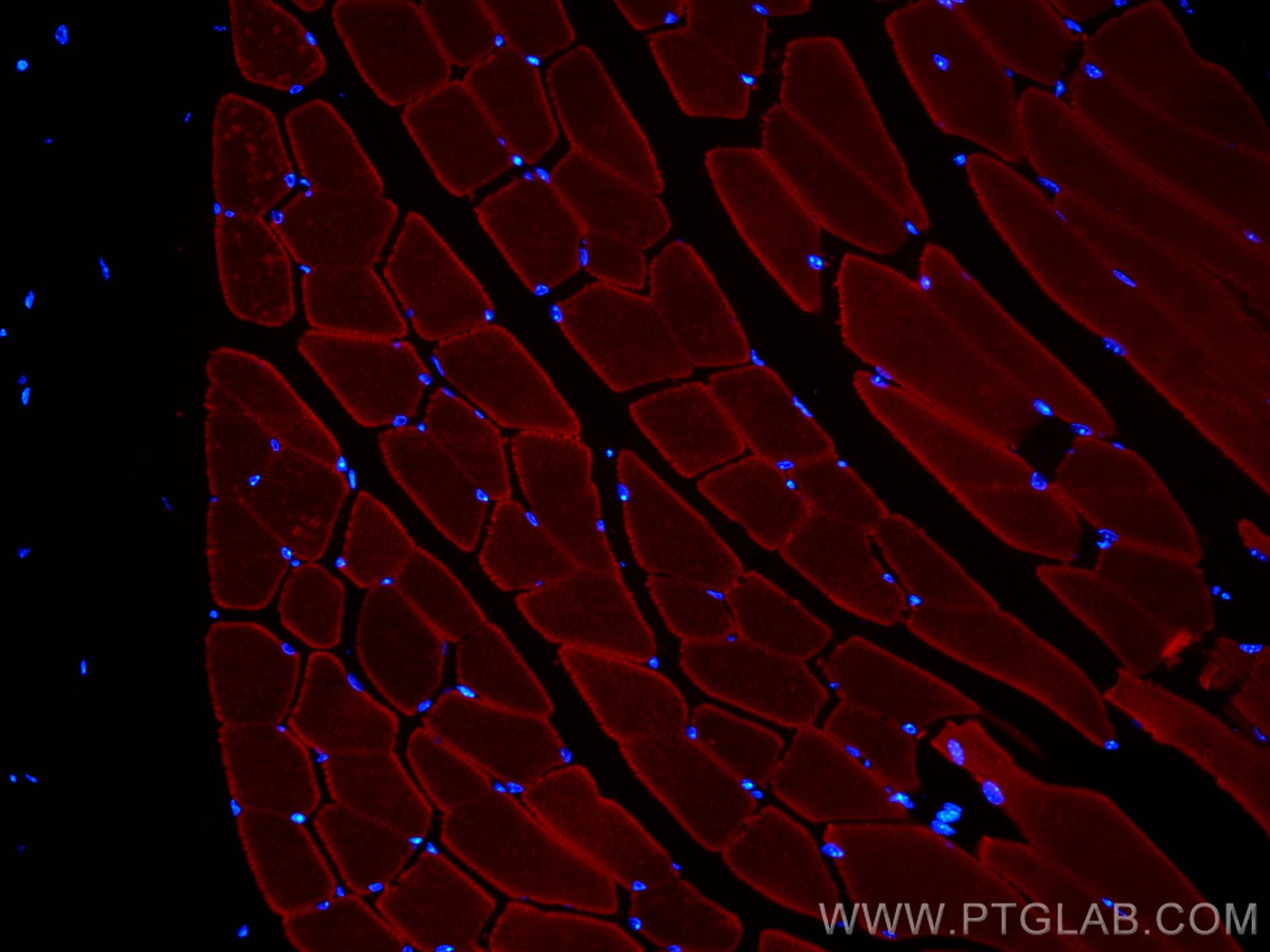 Immunofluorescence (IF) / fluorescent staining of mouse skeletal muscle tissue using CoraLite®594-conjugated MYH1 Monoclonal antibody (CL594-67299)