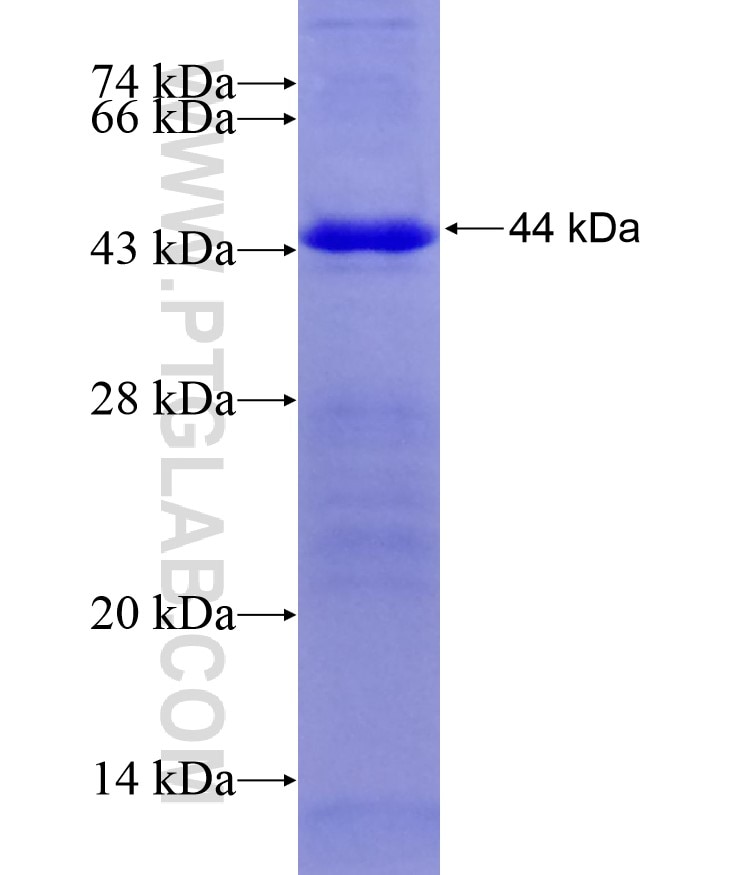 MYH1 fusion protein Ag17129 SDS-PAGE