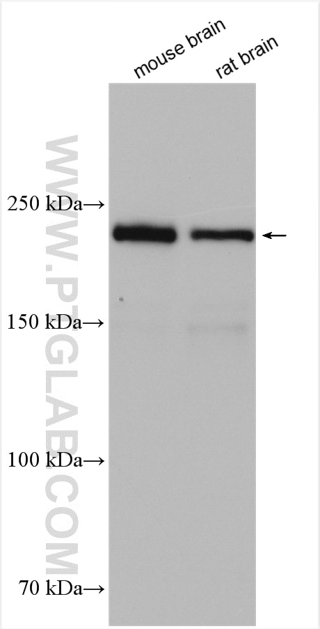 Western Blot (WB) analysis of various lysates using MYH10 Polyclonal antibody (21403-1-AP)
