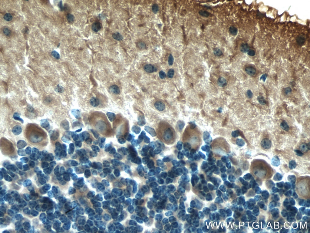 Immunohistochemistry (IHC) staining of mouse cerebellum tissue using MYH10 Monoclonal antibody (67243-1-Ig)