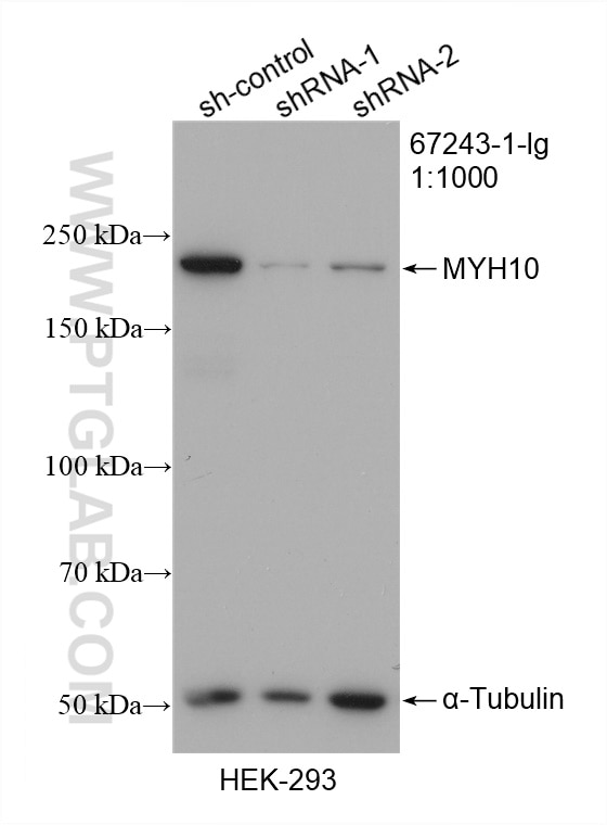 Western Blot (WB) analysis of HEK-293 cells using MYH10 Monoclonal antibody (67243-1-Ig)