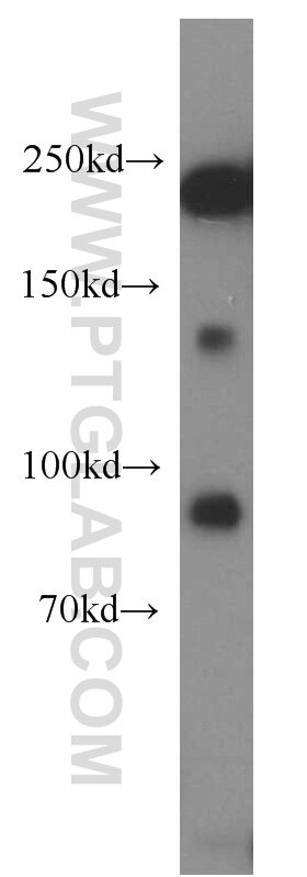 MYH10-Specific