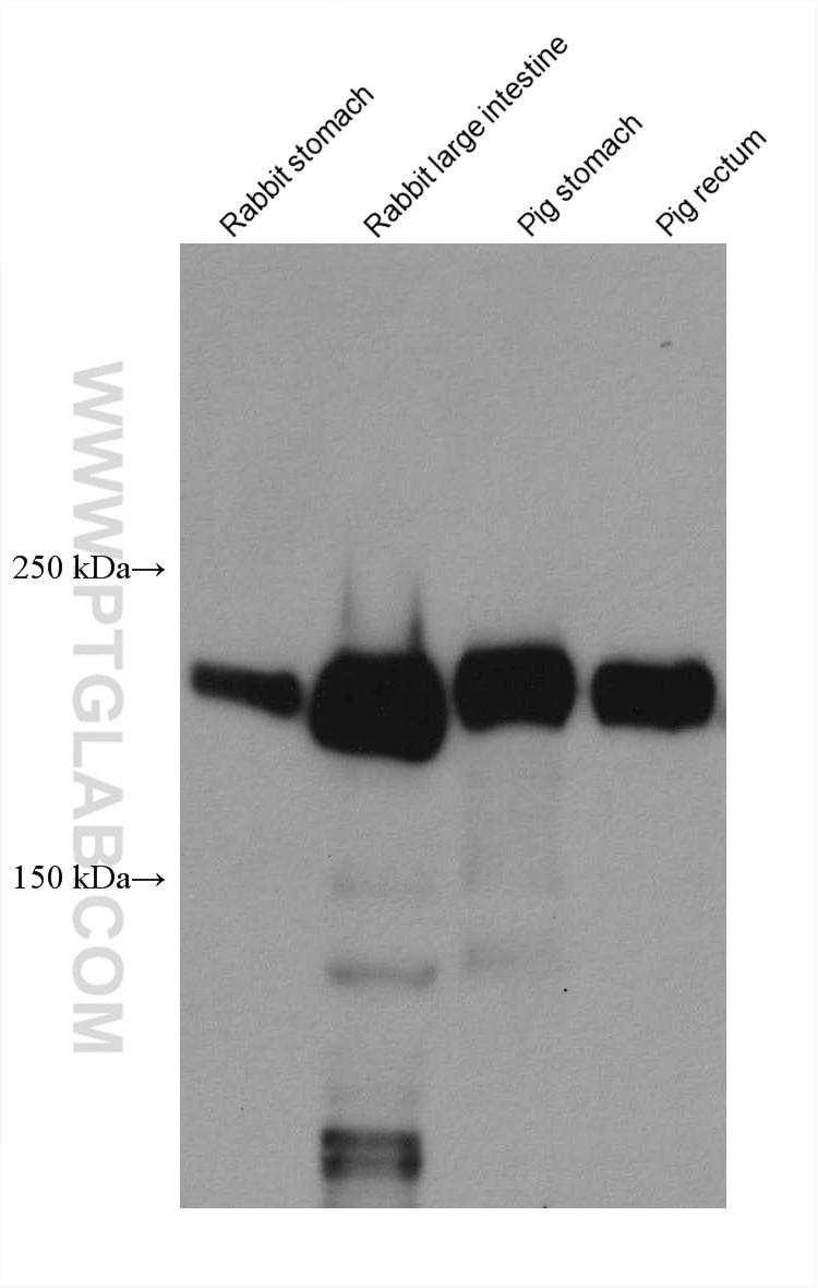 Western Blot (WB) analysis of various lysates using SMMHC Monoclonal antibody (60222-1-Ig)