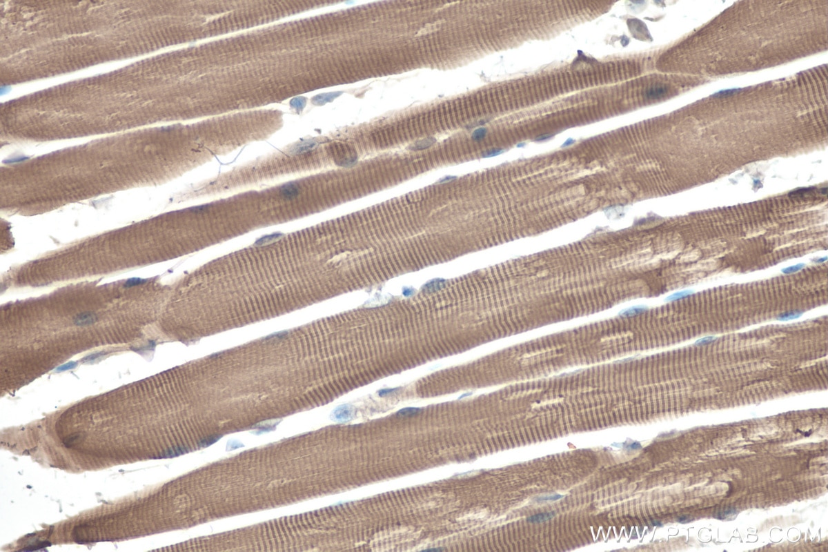 IHC staining of mouse skeletal muscle using 22286-1-AP