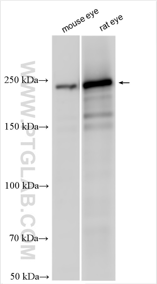 Western Blot (WB) analysis of various lysates using MYH13 Polyclonal antibody (22286-1-AP)