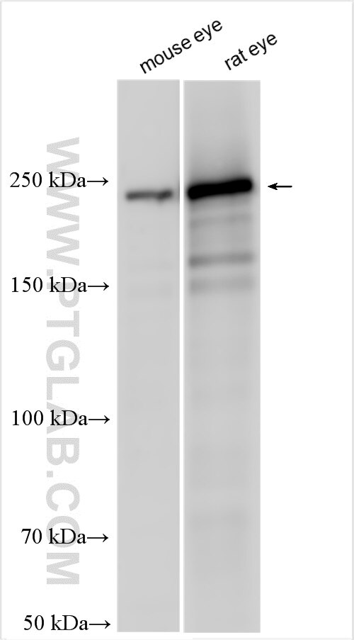 WB analysis using 22286-1-AP