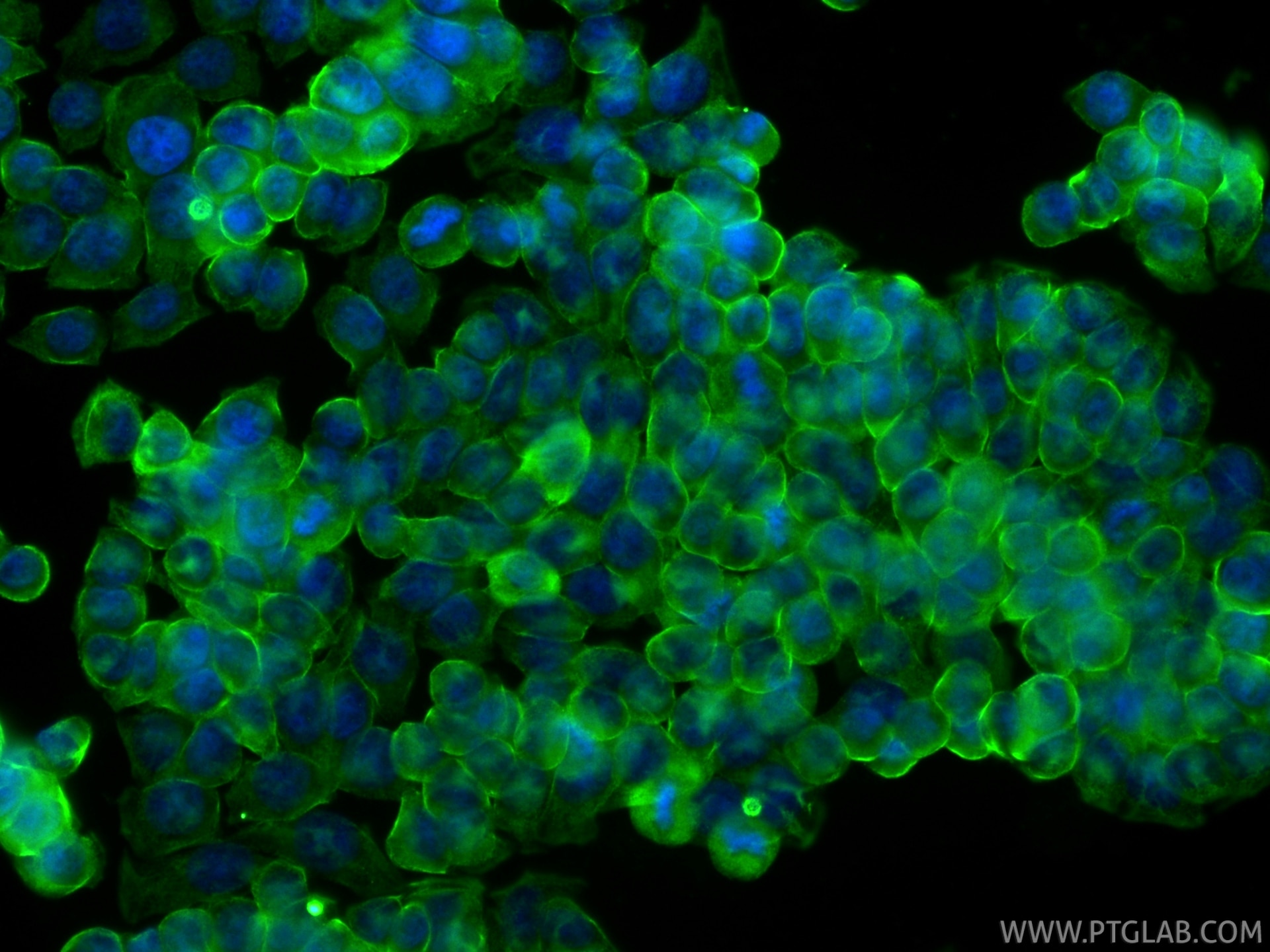 Immunofluorescence (IF) / fluorescent staining of HT-29 cells using MYH14 Polyclonal antibody (20716-1-AP)