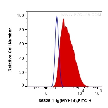 Flow cytometry (FC) experiment of HT-29 cells using MYH14 Monoclonal antibody (66825-1-Ig)