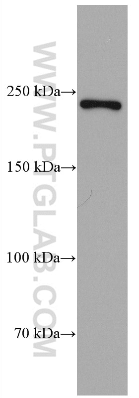 Western Blot (WB) analysis of HT-29 cells using MYH14 Monoclonal antibody (66825-1-Ig)