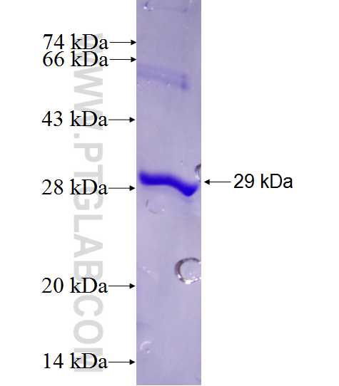 MYH14 fusion protein Ag28063 SDS-PAGE