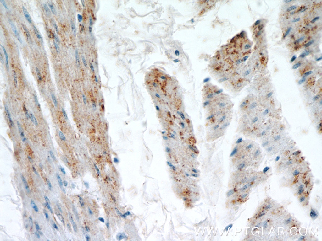 IHC staining of human bladder using 55069-1-AP