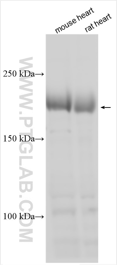Western Blot (WB) analysis of various lysates using MYH7B Polyclonal antibody (22300-1-AP)